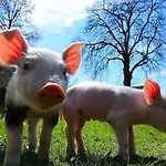 Agroturismo Urak Sankt Kanzian am Klopeiner See