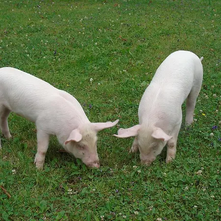 Urak St. Kanzian am Klopeiner See