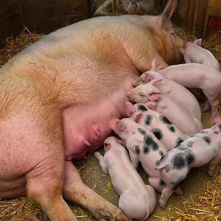 Urak Vakantieboerderij Sankt Kanzian am Klopeiner See