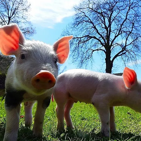 Vakantieboerderij Urak Sankt Kanzian am Klopeiner See