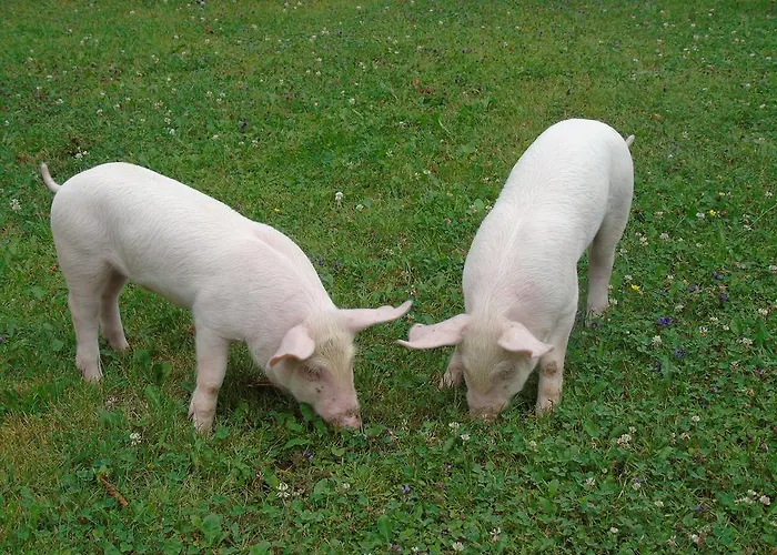 Urak Sankt Kanzian am Klopeiner See