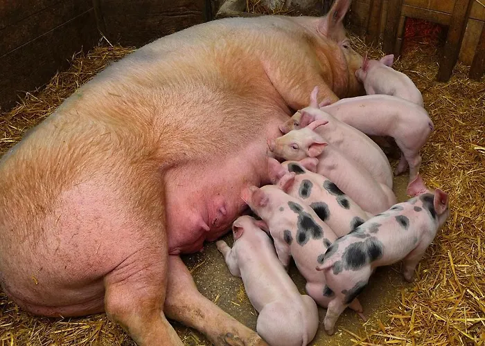 Urak Farmház Sankt Kanzian am Klopeiner See