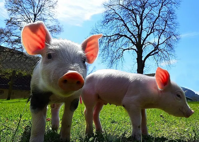 Séjour à la ferme Urak Sankt Kanzian am Klopeiner See