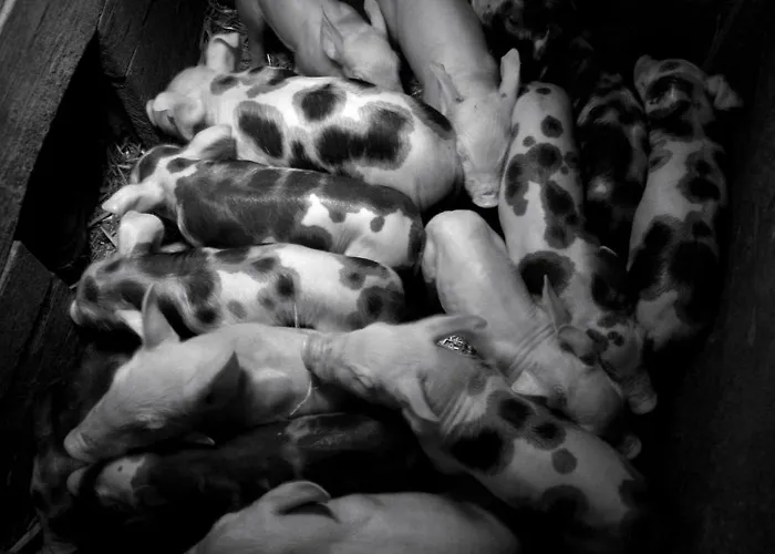 Urak Séjour à la ferme